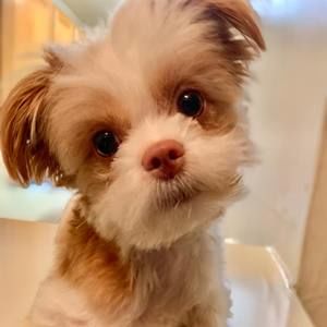 Meet your Posher, Abraham